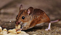 24 Hour & Emergency Exterminators in Burlington, NC